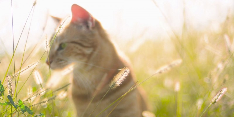 Update: DierenartsKiezen is 3 weken online - De afgelopen weken hebben wij veel reacties en ruim 50.000 bezoekers mogen verwelkomen.