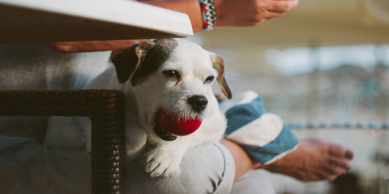 Dierenartskiezen 2.0 - Het platform staat, de kritiek is binnen, we hebben geluisterd en presenteren daarom met gepaste trots: Dierenartskiezen 2.0