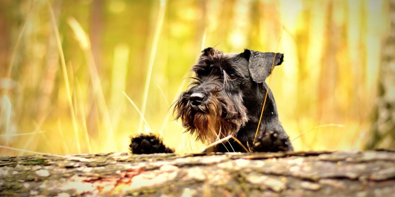 Foto Al meer dan 100 geverifieerde Dierenartsen