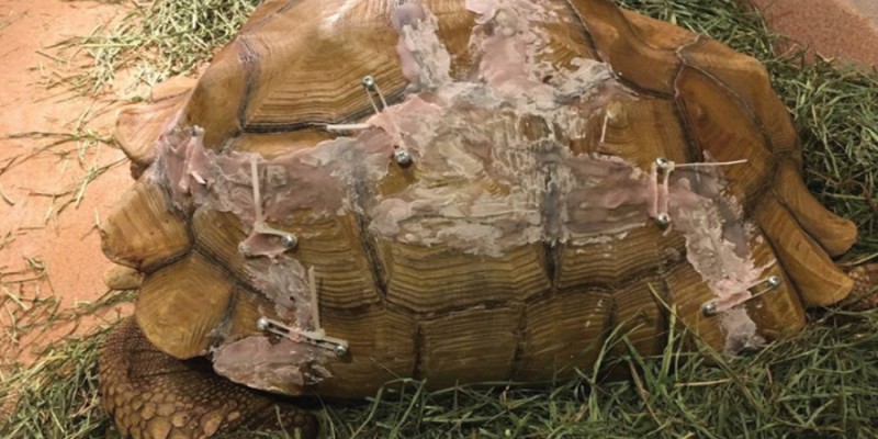 Foto Humpty Dumpty schildpad op wonderlijke wijze gelijmd door dierenartsen