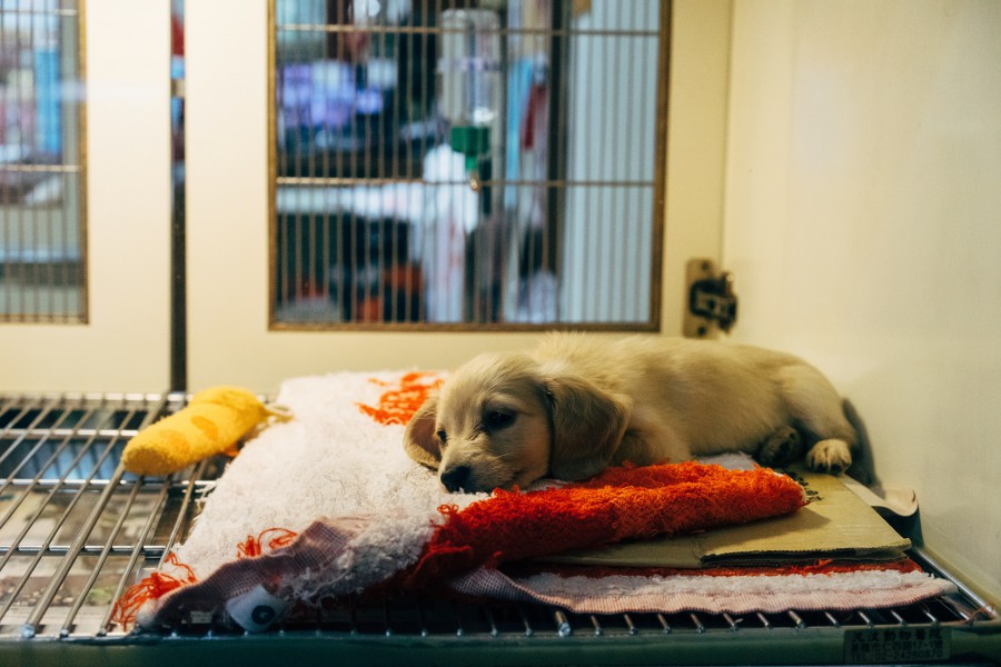 Effect van het coronavirus op dierenartsen - De KNMvD komt in actie