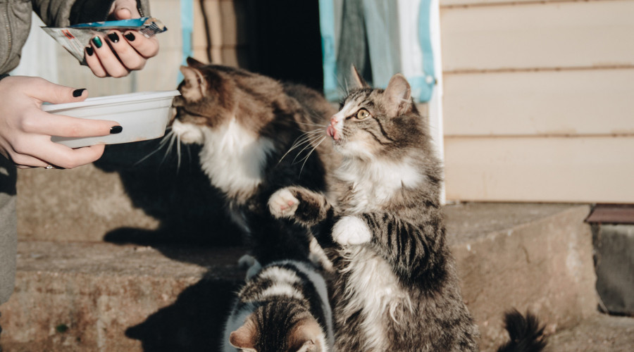 Foto Forse toename bezoekers bij de dierenvoedselbank