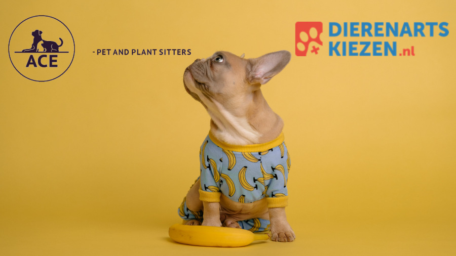 Foto Dierenartskiezen.nl en Ace Pet and Plant sitters willen samen het beste voor jouw huisdier!