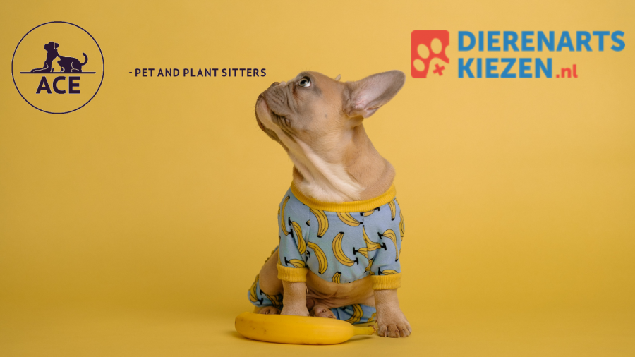 Dierenartskiezen.nl en Ace Pet and Plant sitters willen samen het beste voor jouw huisdier! - Goed nieuws! Dierenartskiezen.nl en Ace Pet and Plant Sitters gaan samen verder als één organisatie met als gezamenlijk doel de beste verzorging van jouw dierbare huisdieren.