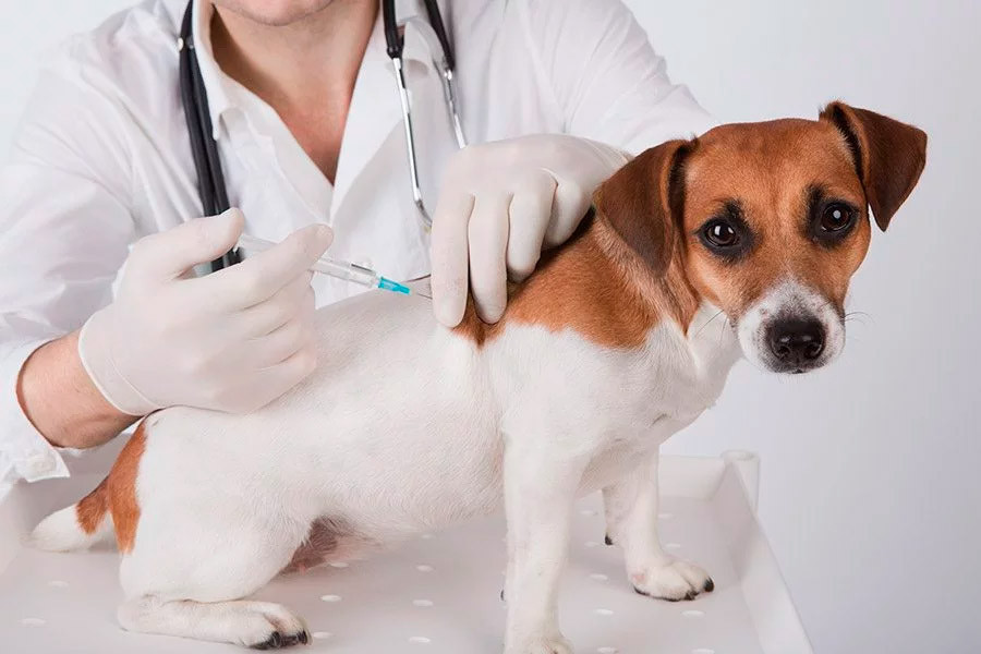 Foto Vaccinatie voor de hond