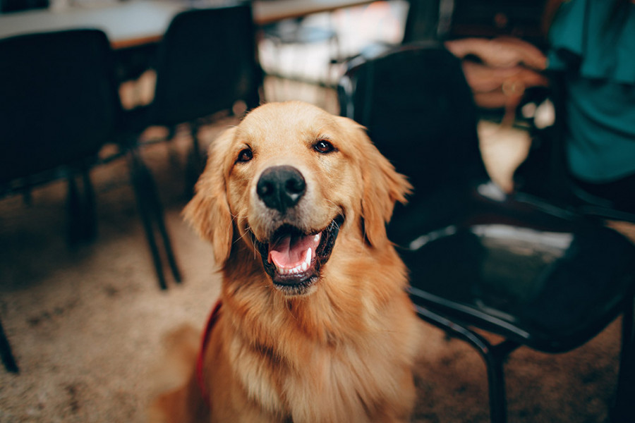 Foto Prijs van de sterilisatie van de hond