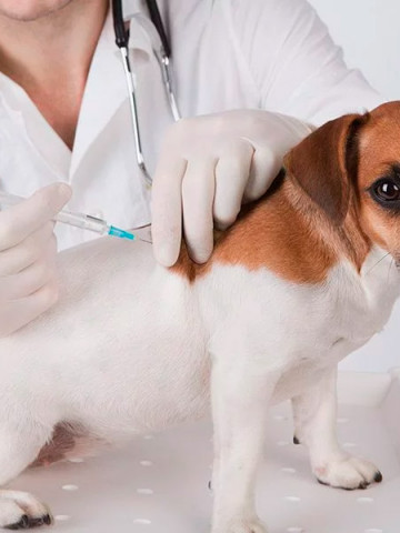 Vaccinatie voor de hond