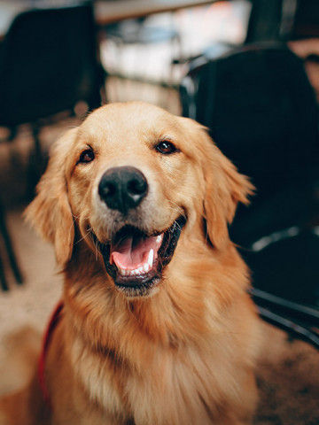 Prijs van de sterilisatie van de hond